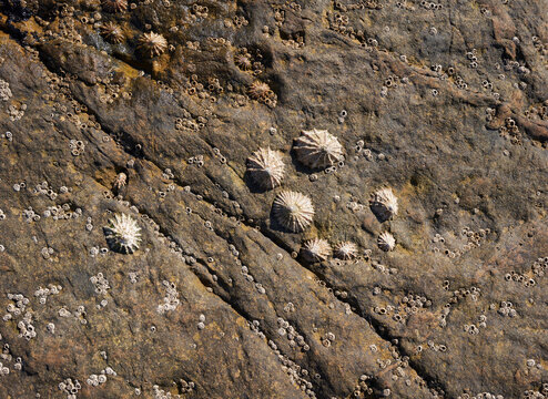 Limpet shells clinging to a rock