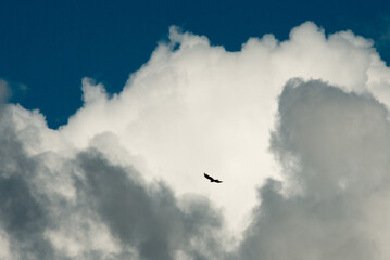 Fototapeta na wymiar Eagle in the clouds