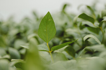 leaves of soybean plantation