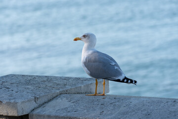 seagull on the pier