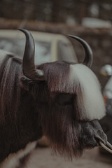 black wildebeest in the wild