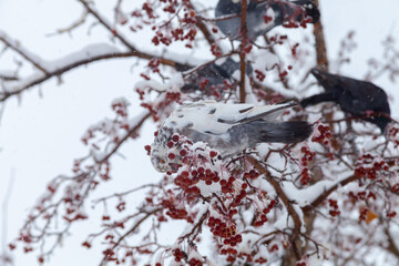 Pigeon eats berries