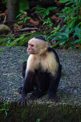 Capuchine Monkey