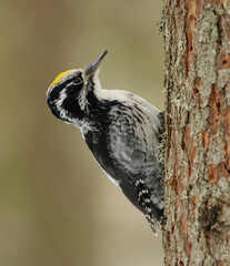 Eurasian three-toed woodpecker (Picoides tridactylus) male seraching for food in the spruce forest in spring.