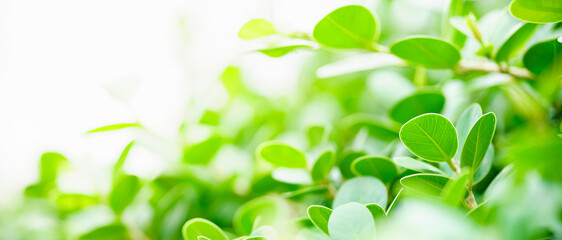 Closeup of beautiful nature view green leaf on blurred greenery background in garden with copy space using as background cover page concept.