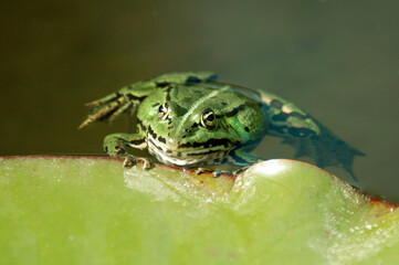 Frosch an einem Seerosenblatt