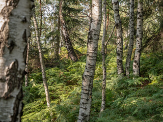 Lampertstein in der Sächsischen Schweiz - Birkenwald und Farnfeld