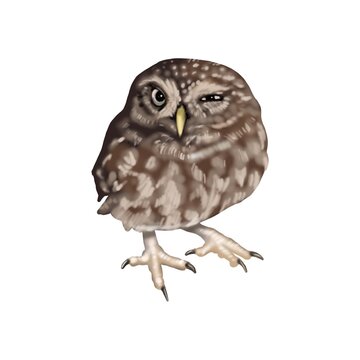 Watercolor illustration of an owl small. Northern pygmy owl. winks sweet. Realistic image.