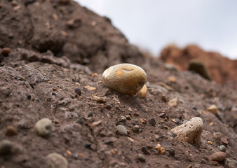 Pebbles embedded in a soil cliff face