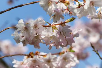 Cherry blossom branches laden with pink white flowers during Spring. Pretty Prunus serrulata 