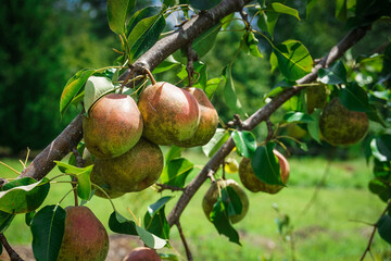 Pears Hang from Tree Branches on a Sunny Day