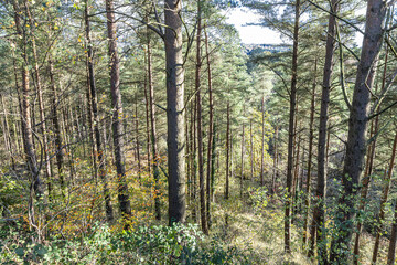 Fototapeta premium Conifers planted on the side of New Fancy Viewpoint (an old coal mine spoil heap) in the the Forest of Dean near Parkend, Gloucestershire, England UK