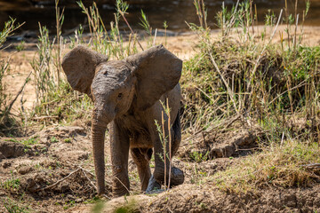 Baby Elephant standing with ears open.