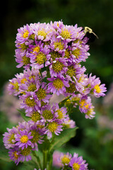 Bumble Bee Rests on a Purple Aster Flower  Cluster
