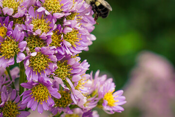 Bumble bee on a purple aster flower.
