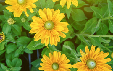 Floral background with bright yellow daisies on a natural background. Rudbeckia Amarillo gold in the garden. Yellow-brown flowers with prominent seeds in the center of a dark flower.