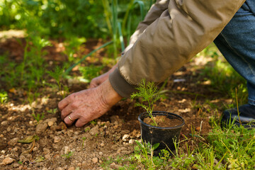 Fototapeta premium Unrecognizable farmer picking up soil to transplant a plant from the ground to the pot. Farmer concept