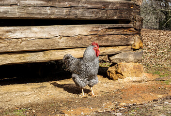 Barred Plymouth Rock Chicken on a Farm