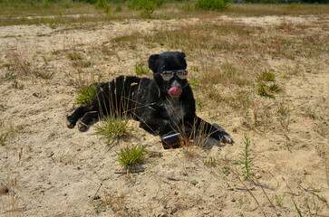 Hund, Hintergrund, Tier, Natur