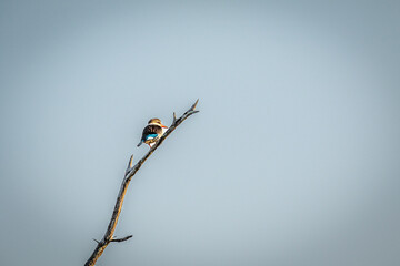 Brown-hooded kingfisher sitting on a branch.