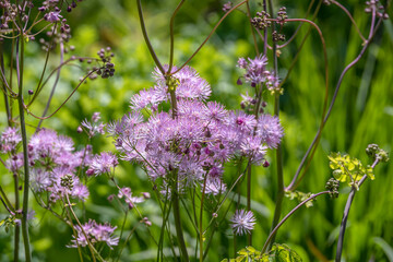 Akeleiblättrige Wiesenraute (Thalictrum aquilegiifolium)