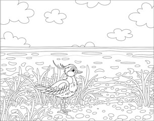 Small funny lapwing walking among grass near a sea on a sunny summer day, black and white outline vector cartoon illustration for a coloring book page