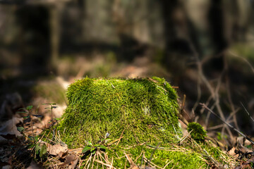 forest moss on a stump in eco-friendly forest. Biophilic design