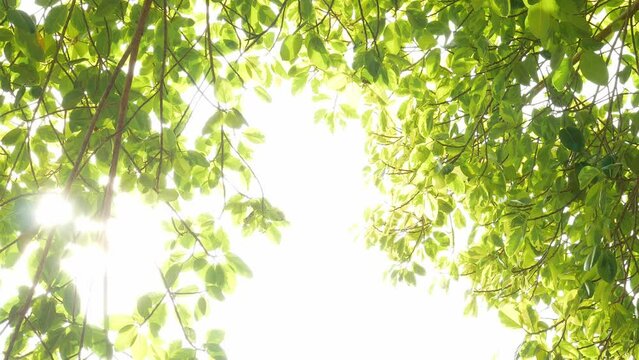 View of under tree with sunshine  and Branches Moving in The Wind