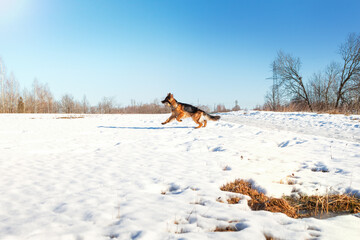 Dog German shepherd on a walk in winter, holding a stick in his mouth, and looking at the camera, general plan, winter landscape, blue sky.