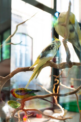 Tropical yellow parrot sits on a branch in a cage and sleeps
