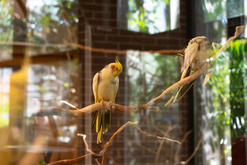 Tropical yellow parrot sits on a branch in a cage and sleeps