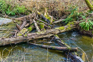 Creek And Wood Pile 2