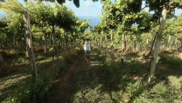 a caucasian woman wearing a straw hat walks among chacoli wine vineyards in the basque country, spain. slow motion. concept of oenology and nature. Rural tourism.
