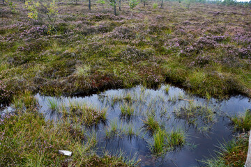 Water in the bog eyes and with heather