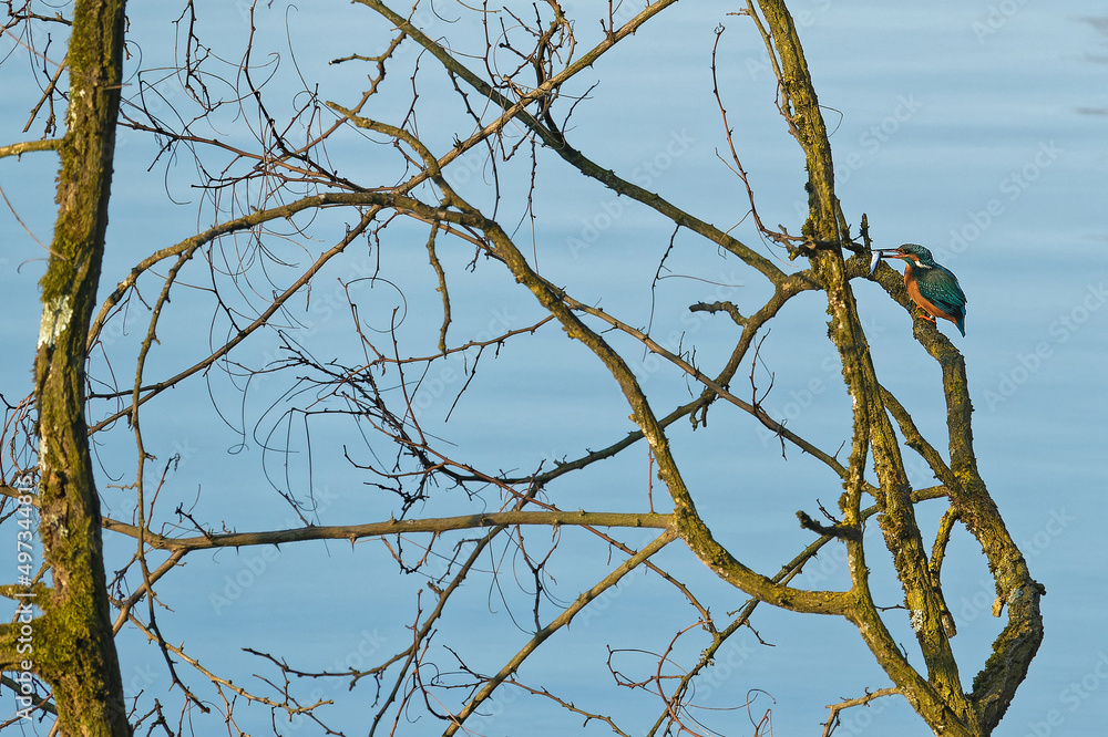 Poster A kingfisher has taken a fish in its beak