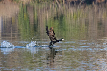 When the great cormorant takes-off over the lake