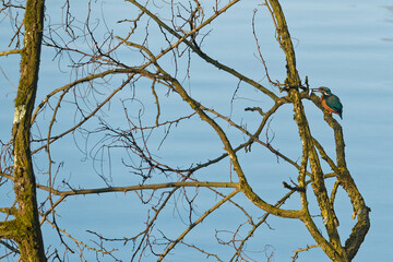 Naklejka premium A kingfisher has taken a fish in its beak
