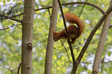 A red squirrel on branch just before the jump