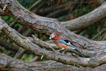 Nice colors of an eurasian jay in a tree of the city park