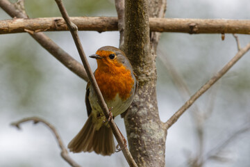 A nice common robin on its branch in the city park