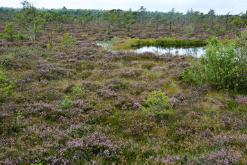 Moor Landscape with eyes and heather