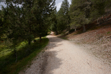 Fototapeta na wymiar A road with large pines on the sides in autumn