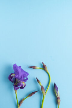 Purple iris flowers on blue background. Vertical photo.