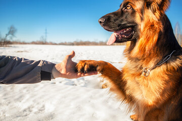 The man's hand holds the paw of a German Shepherd dog. The concept of friendship, love for animals. © наталья саксонова