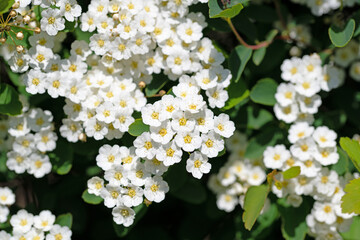 Blühender Spierstrauch, Spiraea, im Frühling