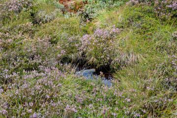 Moor  eyes with water  and heather