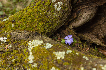 Periwinkle in a moss covered log