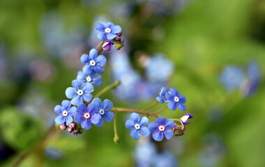 Hellblaue Vergissmeinnicht im Frühling