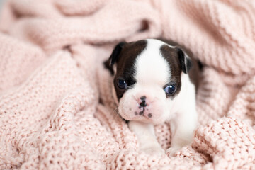 A tiny Boston Terrier puppy lies on a pink knitted blanket. Pets. Dog. Sweet. Cute