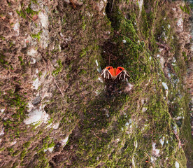 Butterfly Panaxia Quadripunctaria day-flying moth
